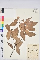 藏品(短尾葉石櫟、綿柯)的圖片