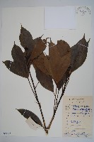 藏品(臺灣樹參)的圖片