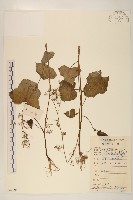 藏品(山苦藚、假福王草)的圖片