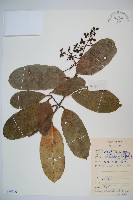 藏品(珊瑚樹)的圖片