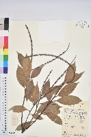 藏品(橿葉柯)的圖片