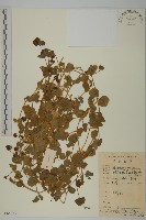 藏品(荷蓮豆)的圖片