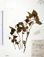 藏品(臭腥草、蕺菜)的圖片