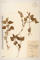 藏品(金鈕釦)的圖片