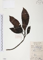 藏品(九節木、牛屎烏、青龍吐霧)的圖片