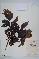 藏品(野漆樹)的圖片