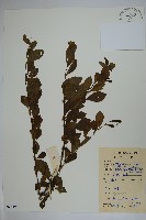 藏品(鼠李冬青、滿樹星)的圖片