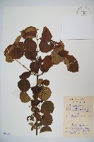 藏品(南方莢迷)的圖片