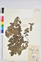 藏品(龍眼睛)的圖片