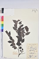 藏品(黑面神)的圖片