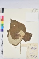 藏品(白背葉)的圖片