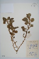 藏品(雁來紅、紅莧、老少年)的圖片