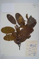 藏品(黑風藤)的圖片