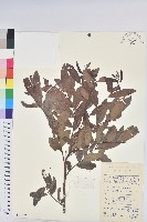 藏品(紅毛饅頭果)的圖片