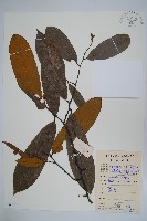 藏品(瓜馥木)的圖片