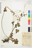 藏品(毛茛)的圖片