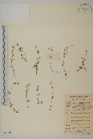 藏品(雀舌草)的圖片