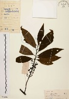 藏品(山胡椒)的圖片