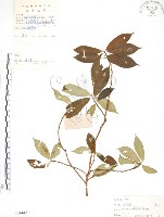 藏品(天仙果、臺灣榕)的圖片