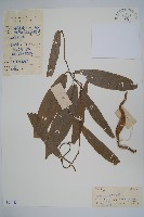 藏品(變色馬兜鈴)的圖片