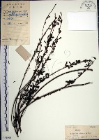 藏品(鐵掃帚、千里光)的圖片