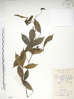 藏品(飛龍掌血)的圖片