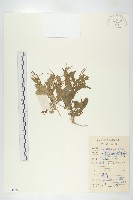 藏品(葶藶)的圖片