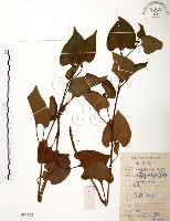 藏品(臭腥草、蕺菜)的圖片