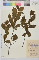 藏品(鈍齒鼠李)的圖片