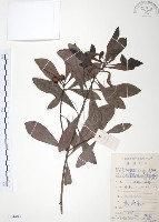 藏品(楊梅)的圖片