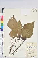 藏品(紅背山麻桿)的圖片