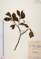 藏品(天料木)的圖片