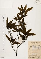 藏品(山胡椒)的圖片