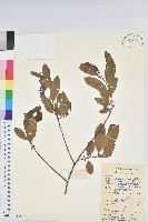 藏品(東方古柯)的圖片