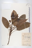 藏品(薯豆)的圖片