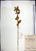 藏品(圓葉金午時花)的圖片