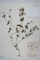 藏品(爵床、六角英)的圖片