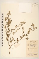藏品(嶺南野菊)的圖片