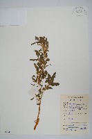 藏品(刺莧)的圖片