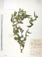 藏品(小構樹)的圖片