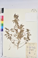 藏品(鐵莧菜)的圖片