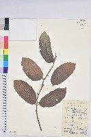 藏品(赤血仔、厚葉算盤子)的圖片