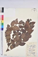 藏品(毛果算盤子)的圖片