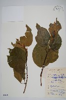 藏品(闊葉獼猴桃)的圖片