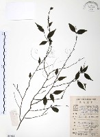 藏品(燈稱花、烏雞骨)的圖片