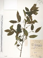 藏品(楮樹)的圖片