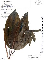 藏品(七葉一枝花)的圖片