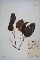 藏品(灰毛獼猴桃)的圖片