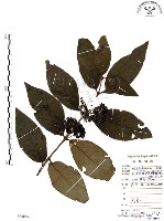 藏品(杜虹花，台灣紫珠)的圖片