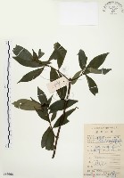 藏品(毛玉葉金花)的圖片